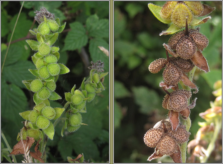 Hound's-tongue, Cynoglossum officinale