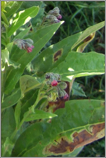 Hound's-tongue, Cynoglossum officinale