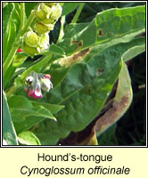 Hounds-tongue, Cynoglossum officinale