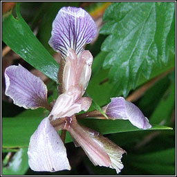 Stinking Iris, Iris foetidissima