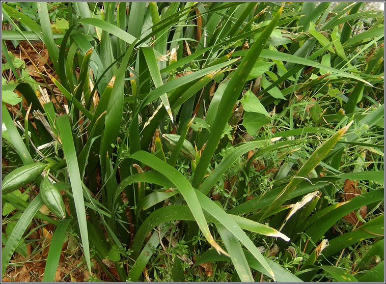 Stinking Iris, Iris foetidissima