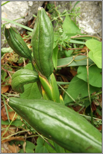 Stinking Iris, Iris foetidissima