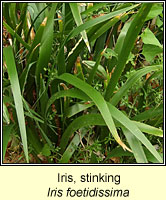 Iris, Stinking, Iris foetidissima