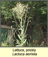 Lettuce, prickly, Lactuca serriola