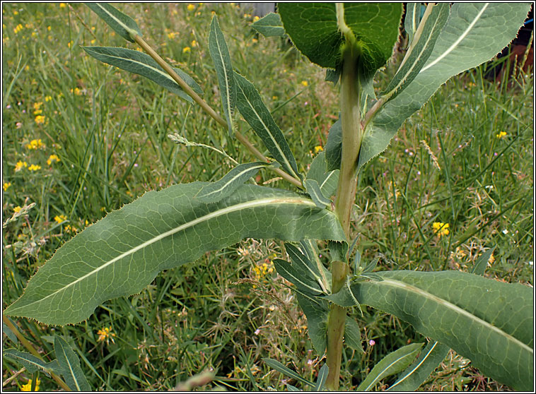 Prickly Lettuce, Lactuca serriola