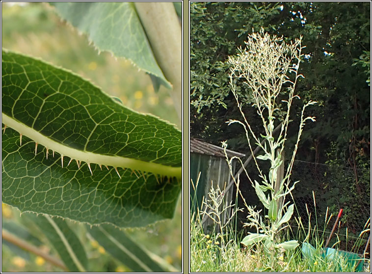 Prickly Lettuce, Lactuca serriola