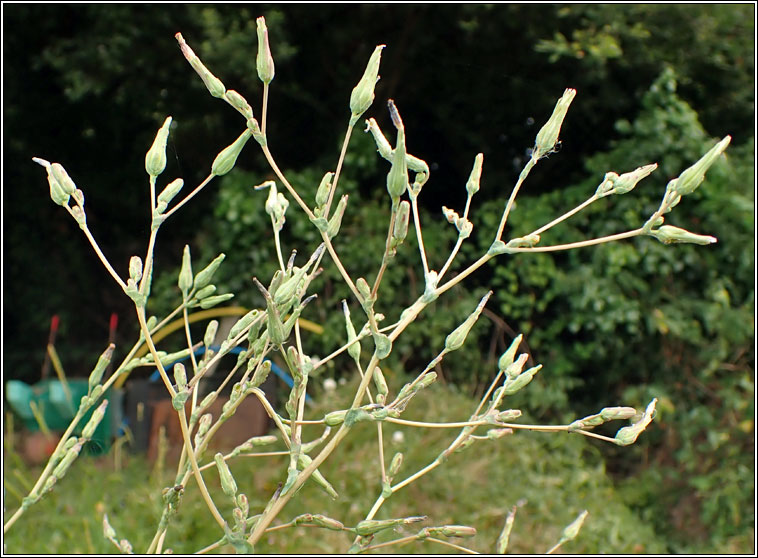 Prickly Lettuce, Lactuca serriola