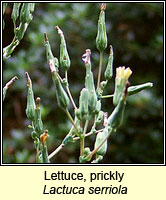 Lettuce, prickly, Lactuca serriola