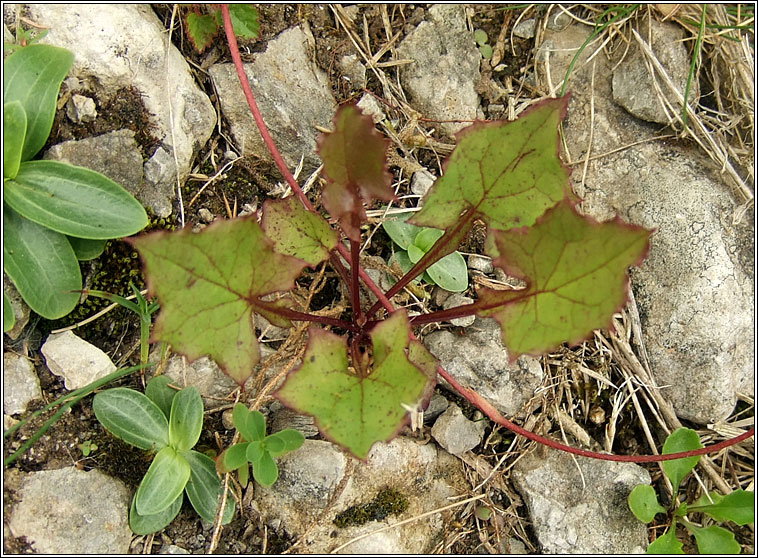 Wall Lettuce, Mycelis muralis