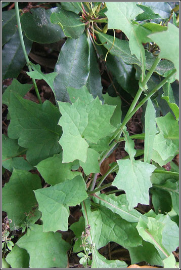 Wall Lettuce, Mycelis muralis