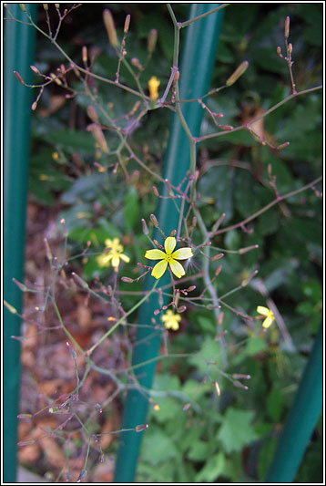 Wall Lettuce, Mycelis muralis