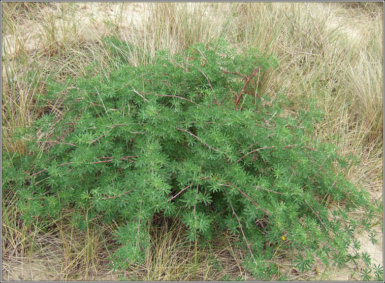 Tree Lupin, Lupinus arboreus