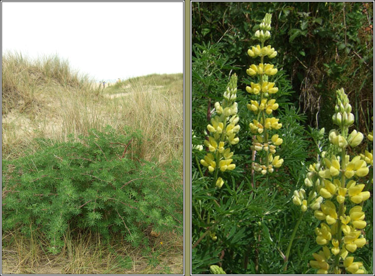 Tree Lupin, Lupinus arboreus