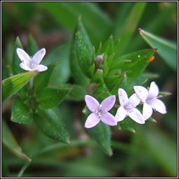 Field Madder, Sherardia arvensis