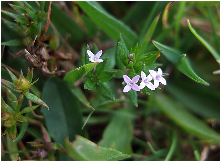 Field Madder, Sherardia arvensis