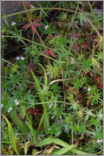 Field Madder, Sherardia arvensis