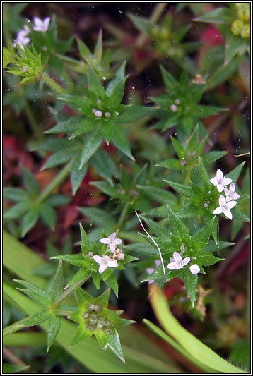 Field Madder, Sherardia arvensis