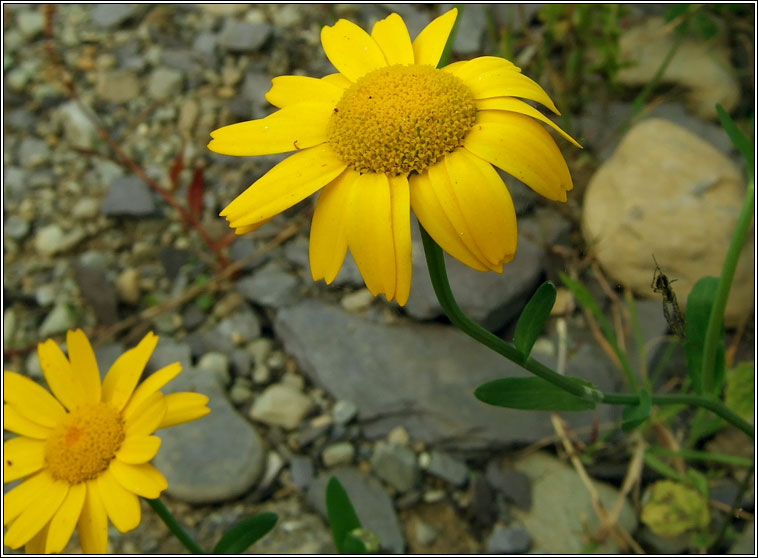 Corn Marigold, Chrysanthemum segetum, Glebionis segetum