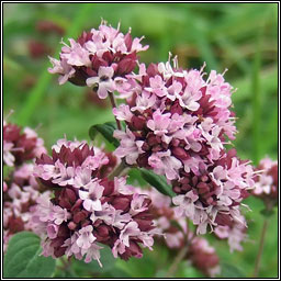 Wild Marjoram, Origanum vulgare