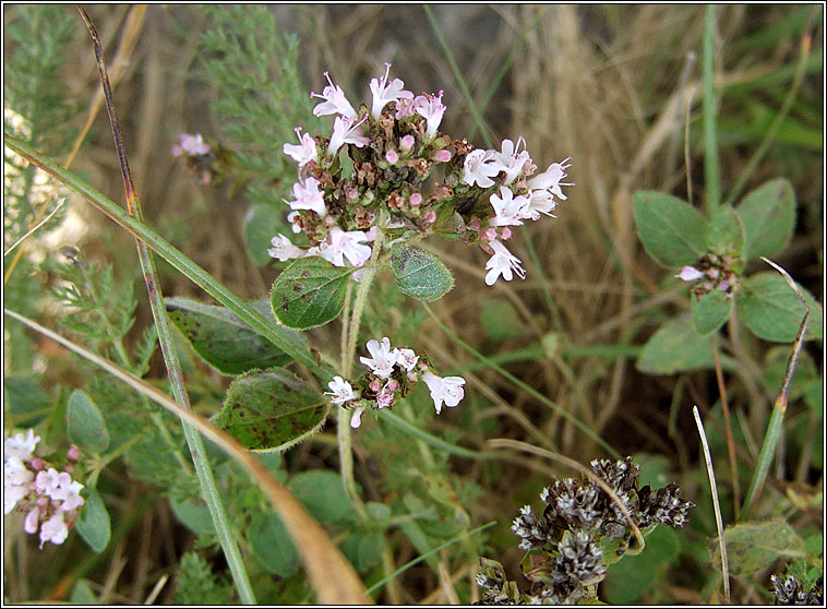 Wild Marjoram, Origanum vulgare