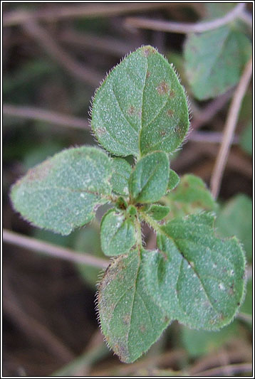 Wild Marjoram, Origanum vulgare