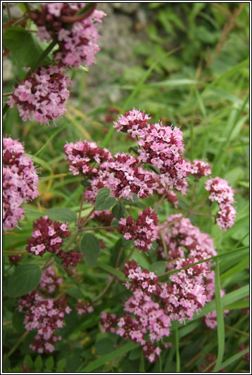 Wild Marjoram, Origanum vulgare