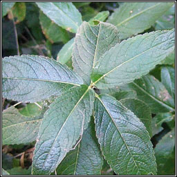 Dog's Mercury, Mercurialis perennis