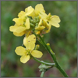 Hoary Mustard, Hirschfeldia incana