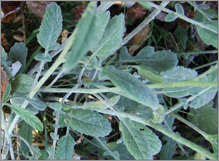 Hoary Mustard, Hirschfeldia incana