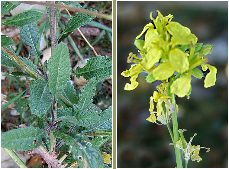 Hoary Mustard, Hirschfeldia incana