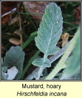 Mustard, Hoary, Hirschfeldia incana