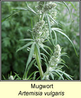 Mugwort, Artemisia vulgaris