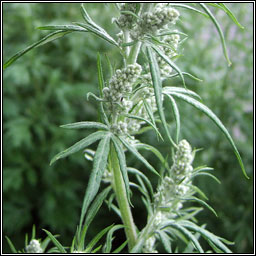 Mugwort, Artemisia vulgaris