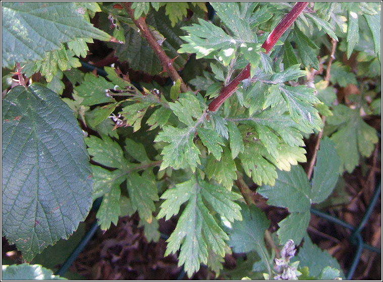 Mugwort, Artemisia vulgaris