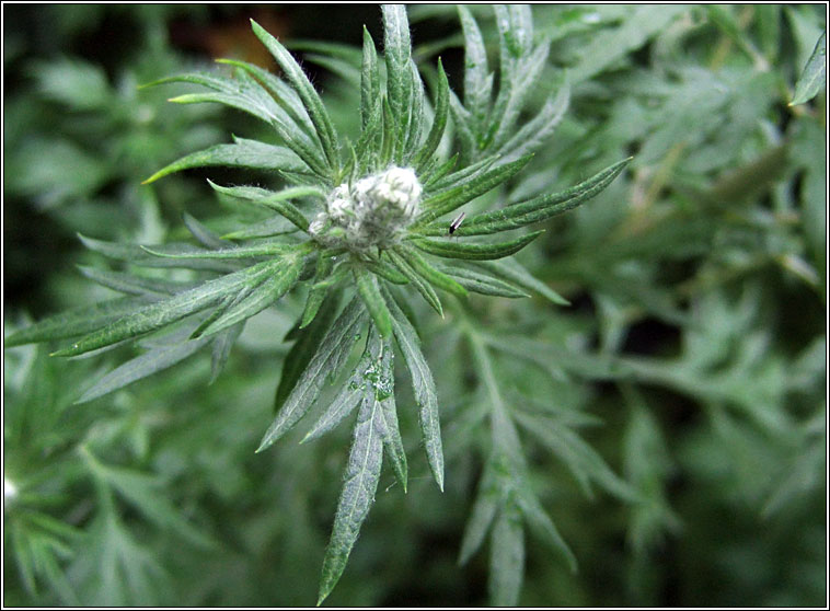 Mugwort, Artemisia vulgaris