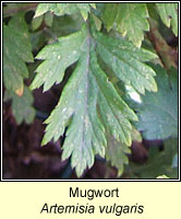 Mugwort, Artemisia vulgaris