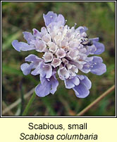 Scabious, Small, Scabiosa columbaria