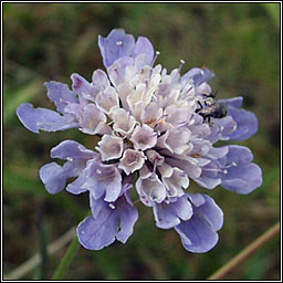 Small Scabious, Scabiosa columbaria