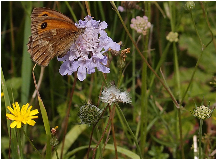 Small Scabious, Scabiosa columbaria