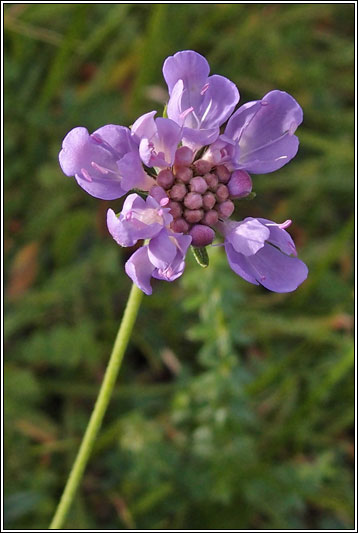 Small Scabious, Scabiosa columbaria