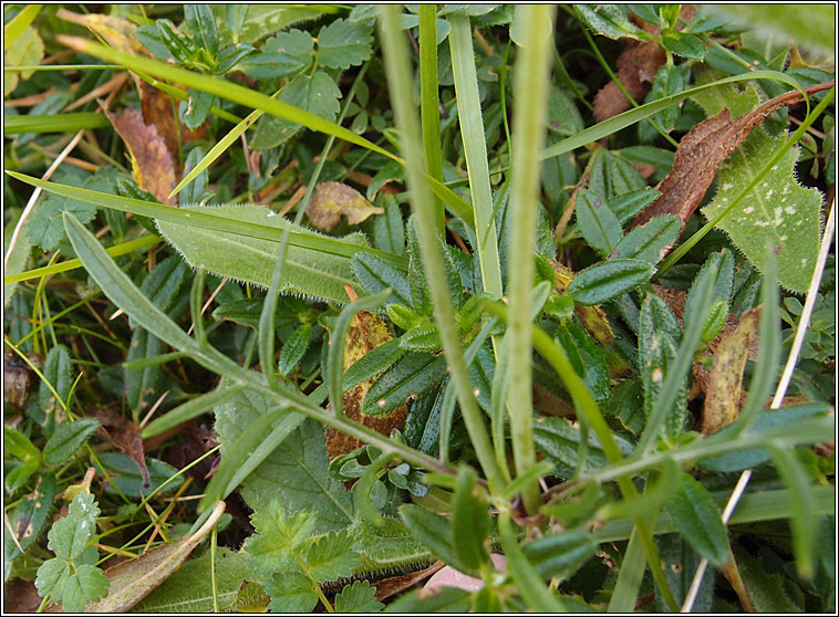 Small Scabious, Scabiosa columbaria