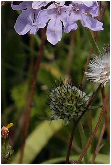 Small Scabious, Scabiosa columbaria