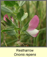 Restharrow, Ononis repens