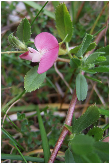 Common Restharrow, Ononis repens