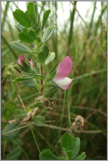 Common Restharrow, Ononis repens