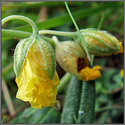 Common Rock-rose, Helianthemum nummularium