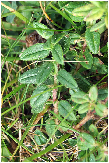 Common Rock-rose, Helianthemum nummularium