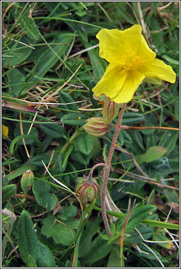 Common Rock-rose, Helianthemum nummularium