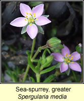 Sea-spurrey, Greater, Spergularia media