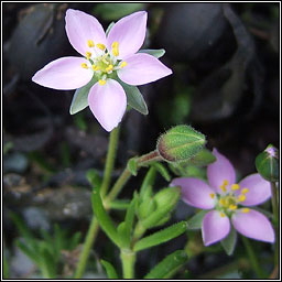 Greater Sea-spurrey, Spergularia media